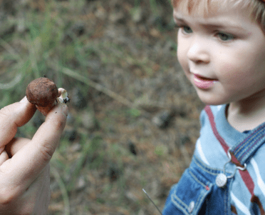 חינוך על פטריות