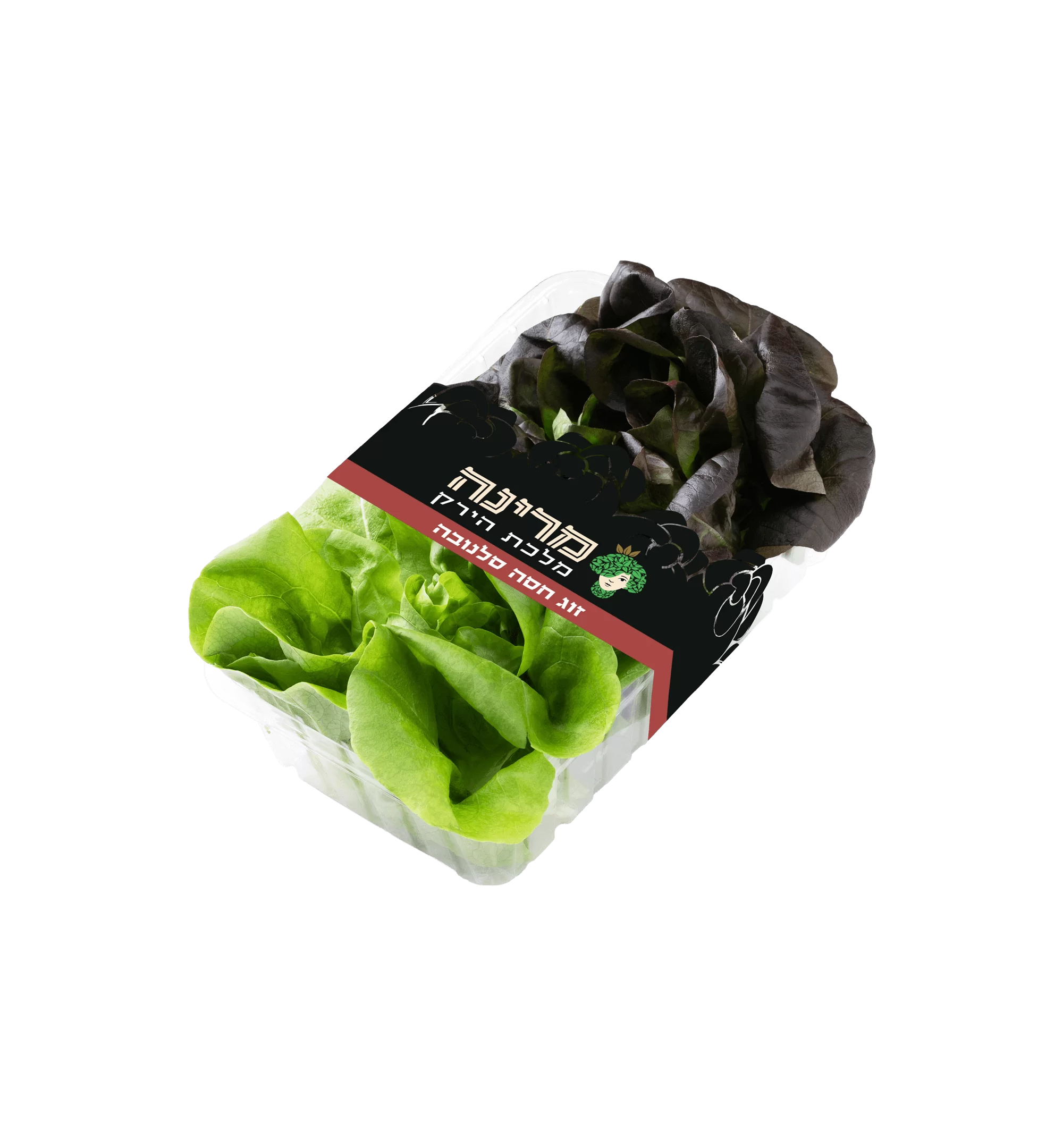 חסה סלנובה של מרינה