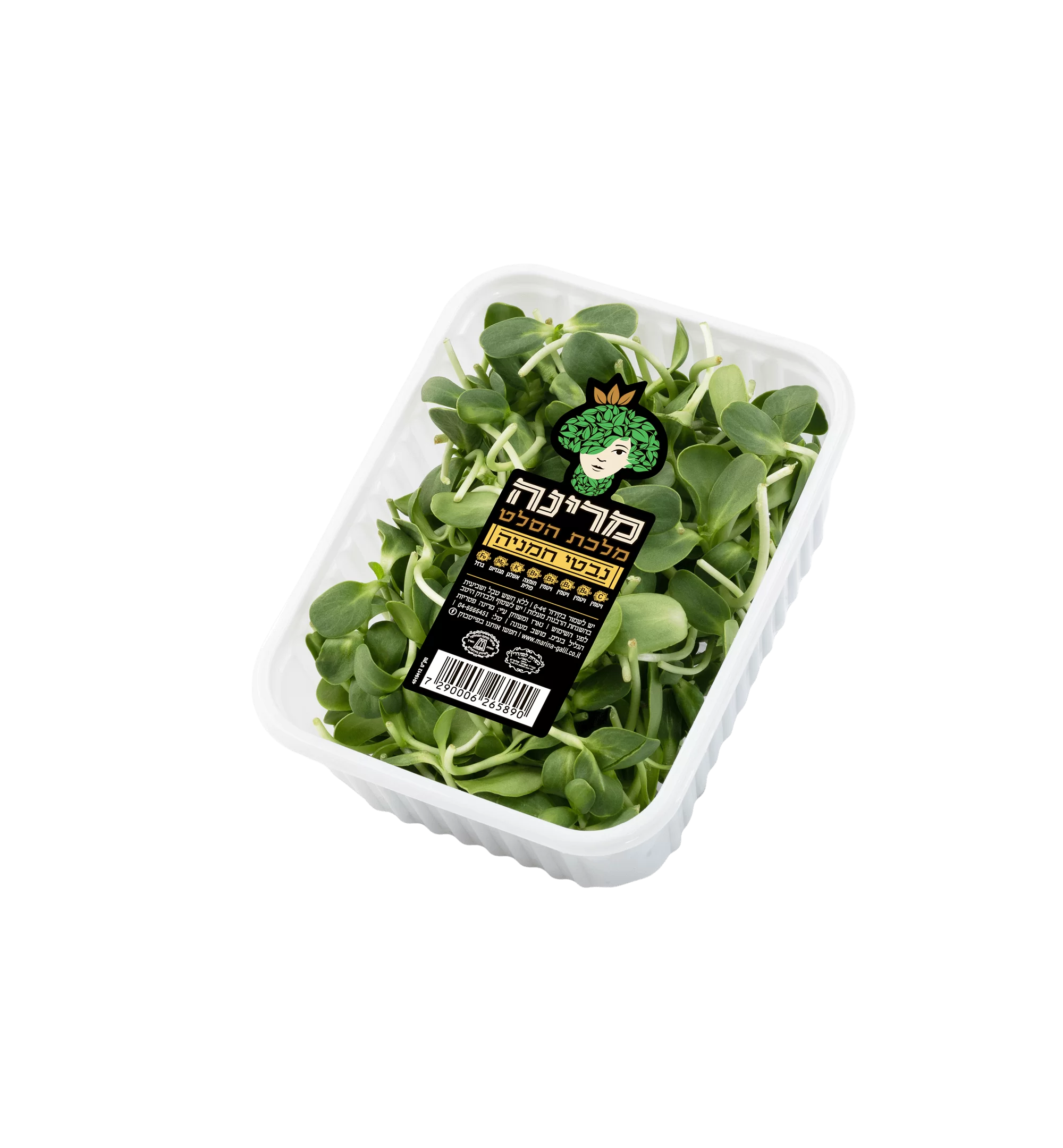 נבטי חמניה של מרינה 