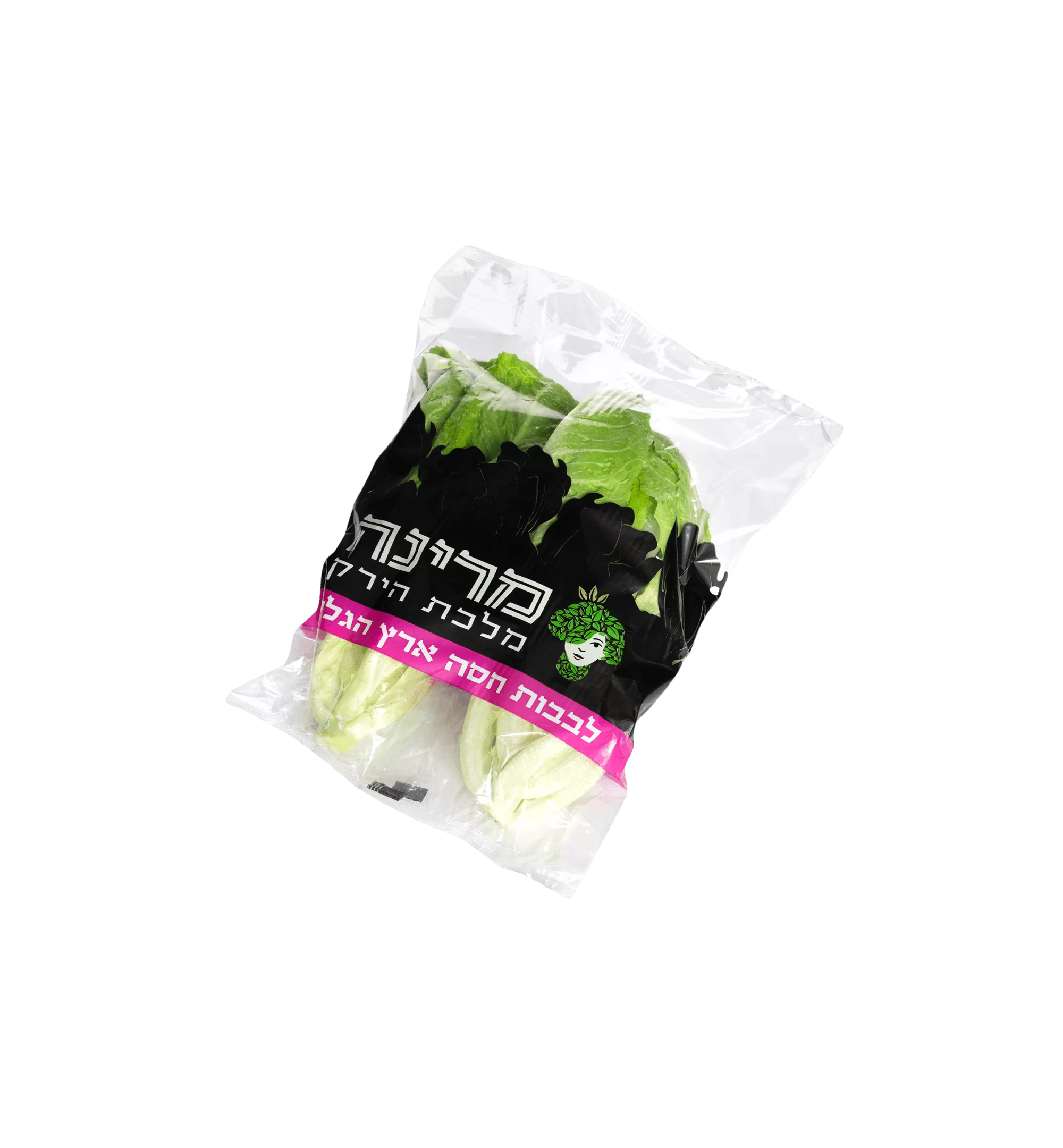 חסה רומית - חסה ערבית