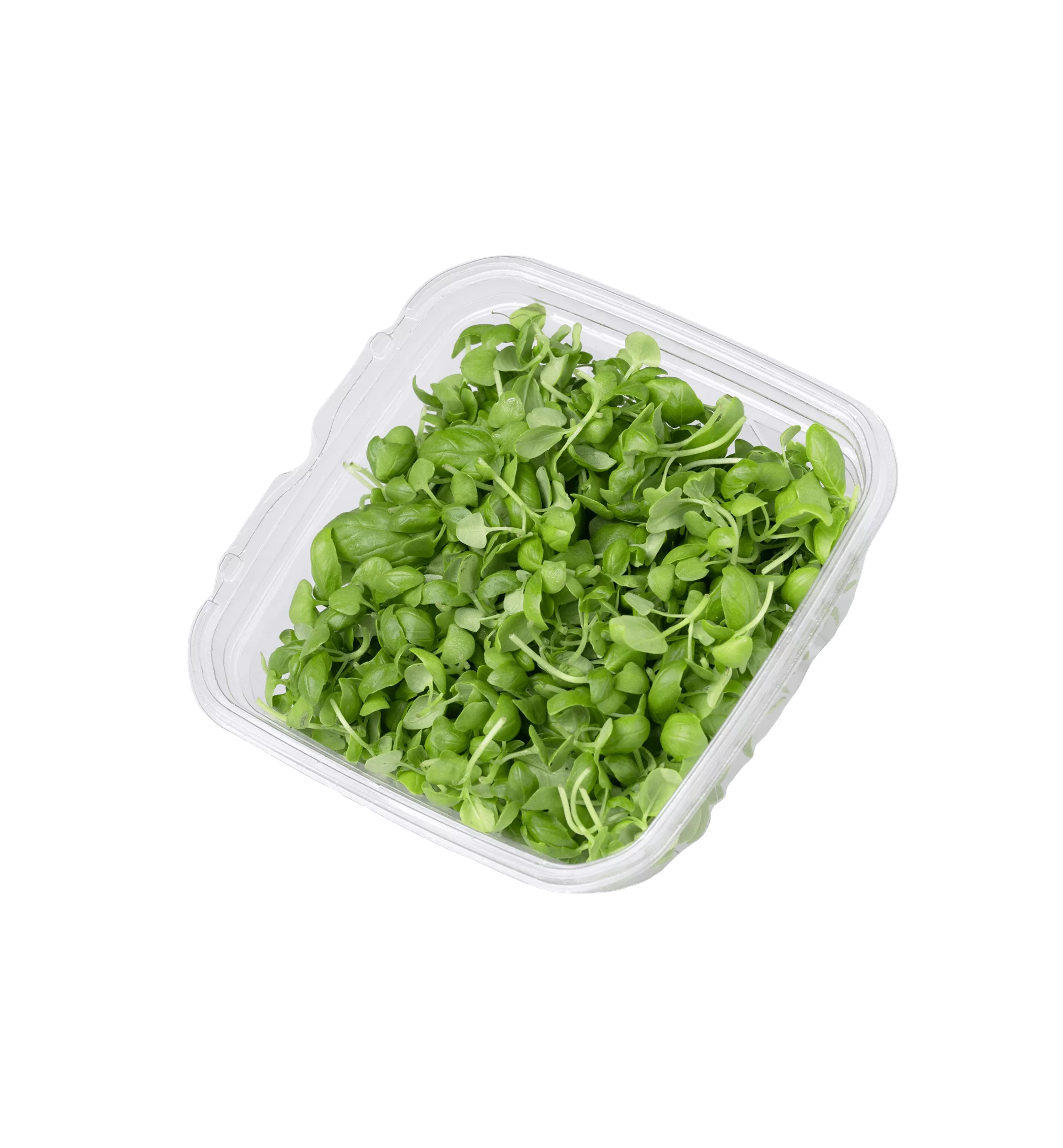 עלעלים שונים של מרינה 