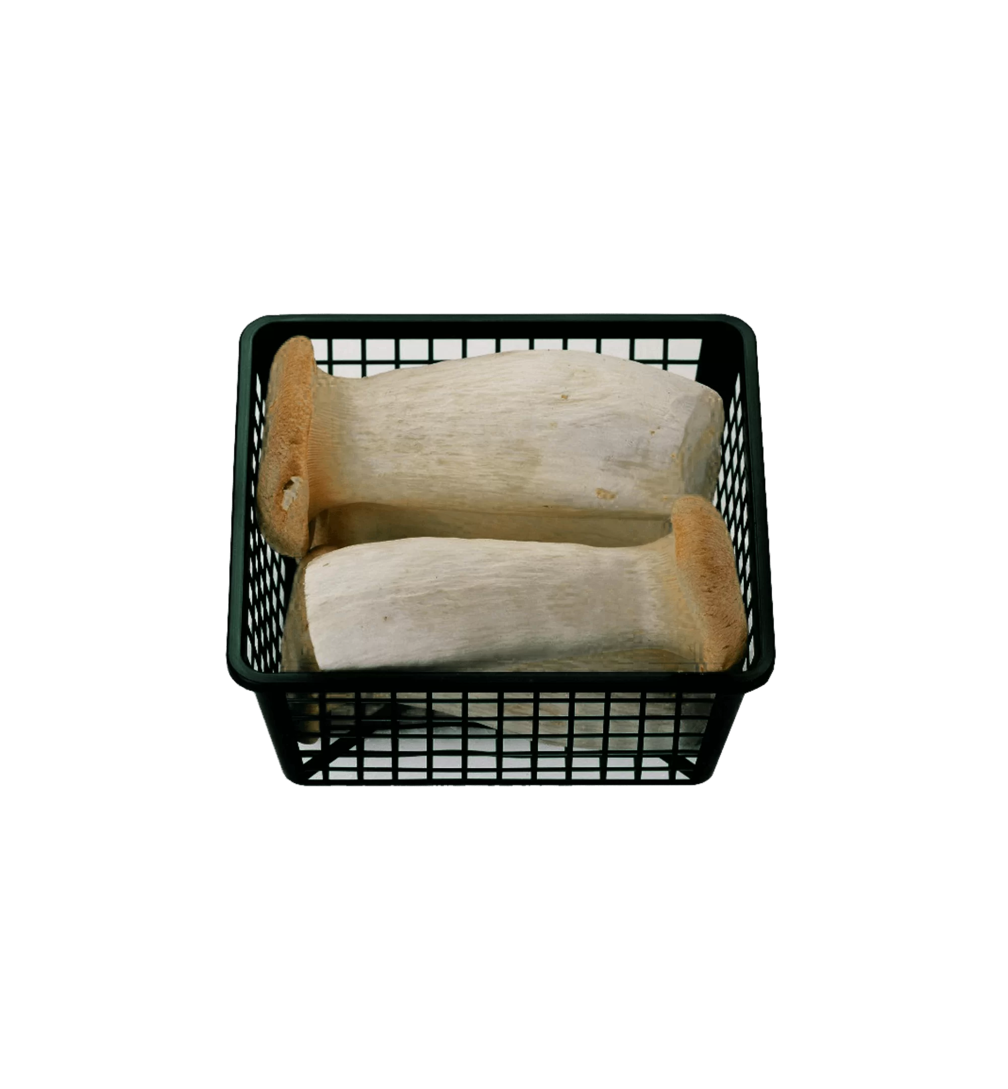 פטריות מלך היער