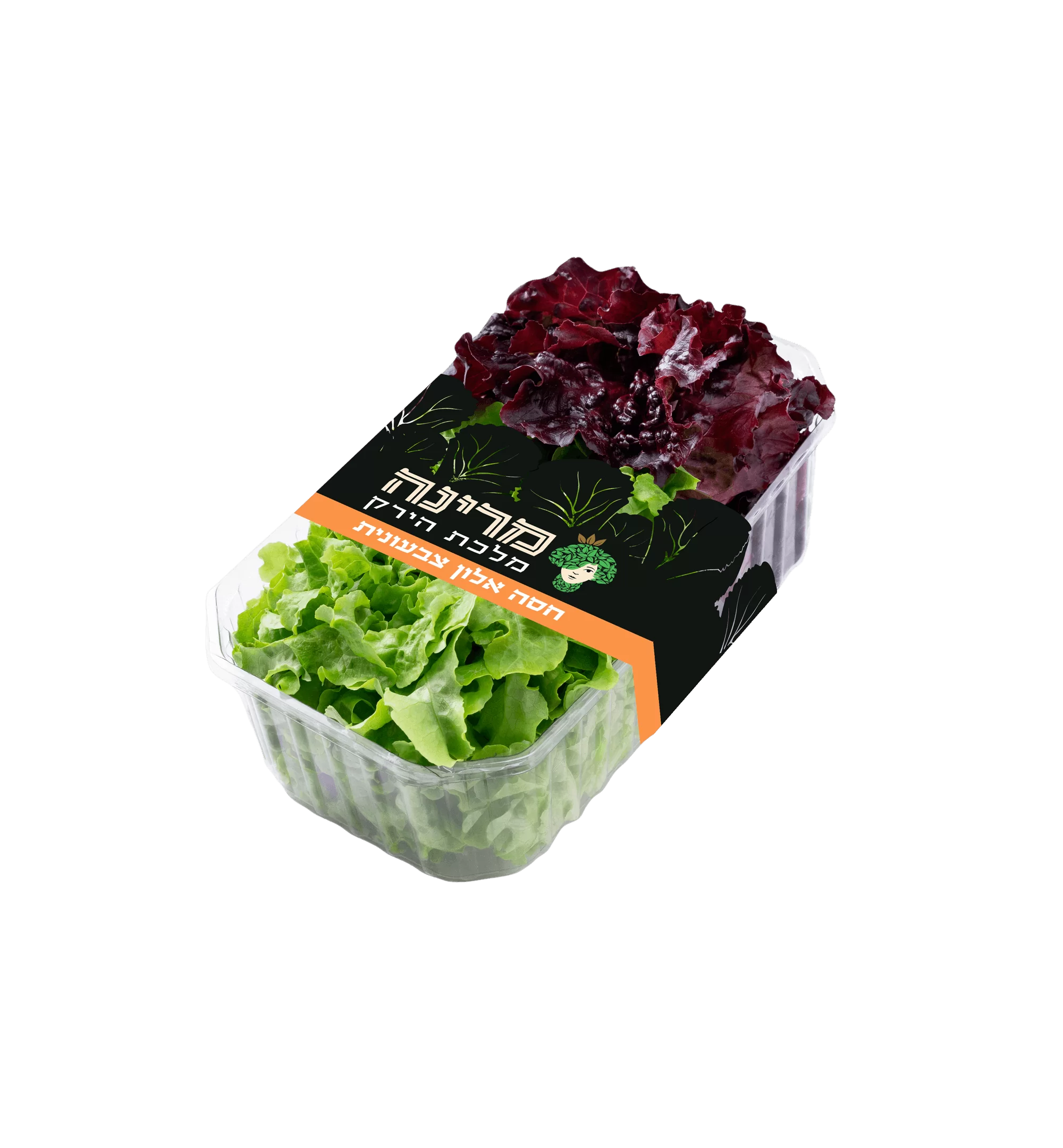 חסה אלון של מרינה