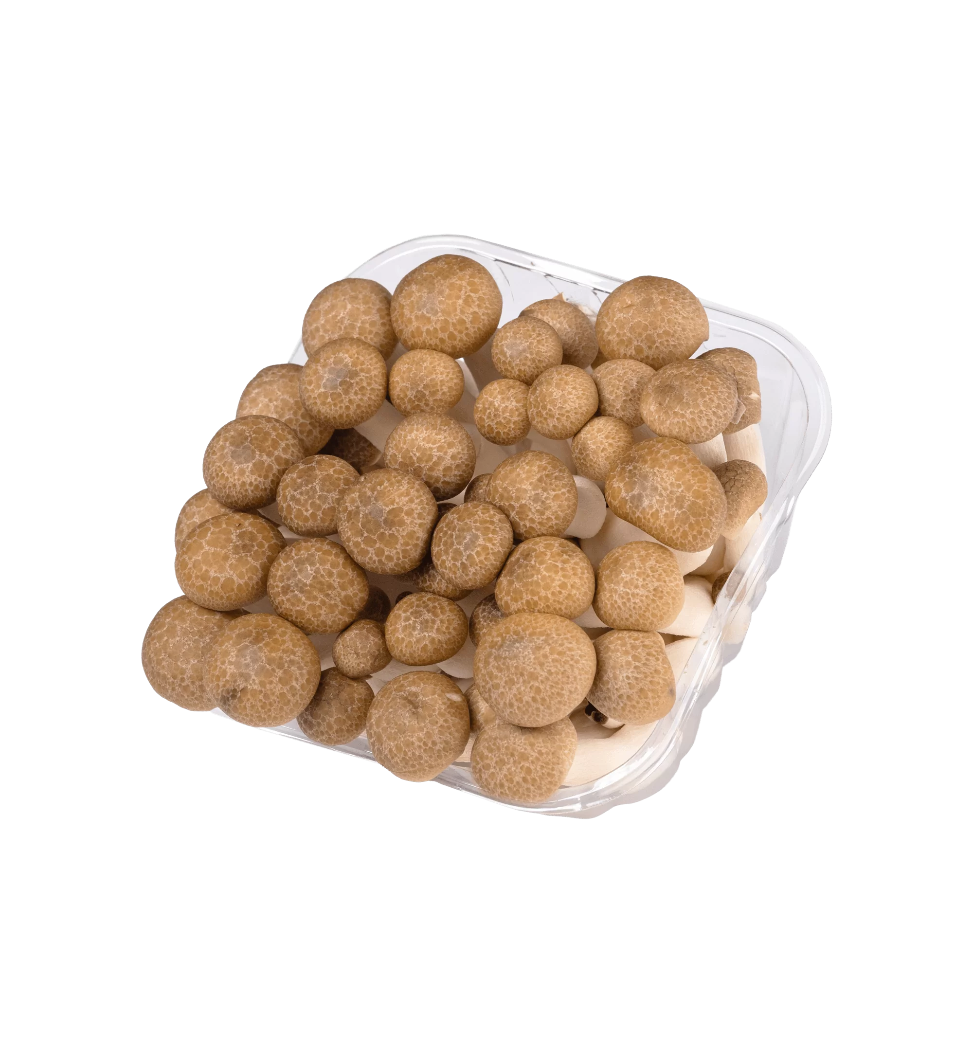 פטריות שימג'י חומות