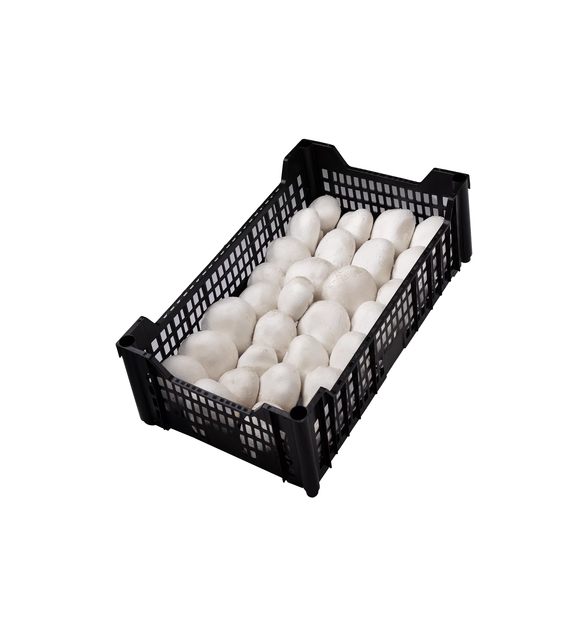 פטריות שמפיניון מרינה