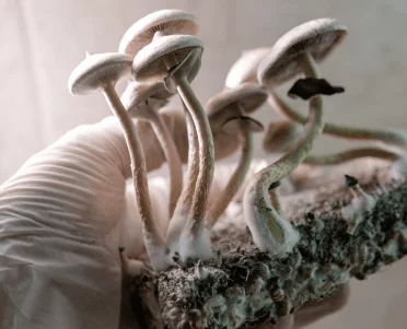 פטריות בריאות ורפואה