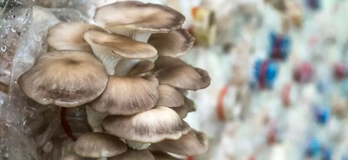 Marina_mushrooms_sustainability מה הקשר בין פטריות לקיימות