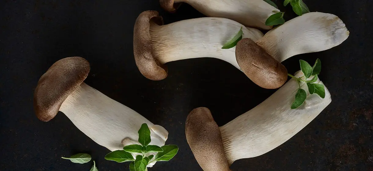 פטריות יער של מרינה