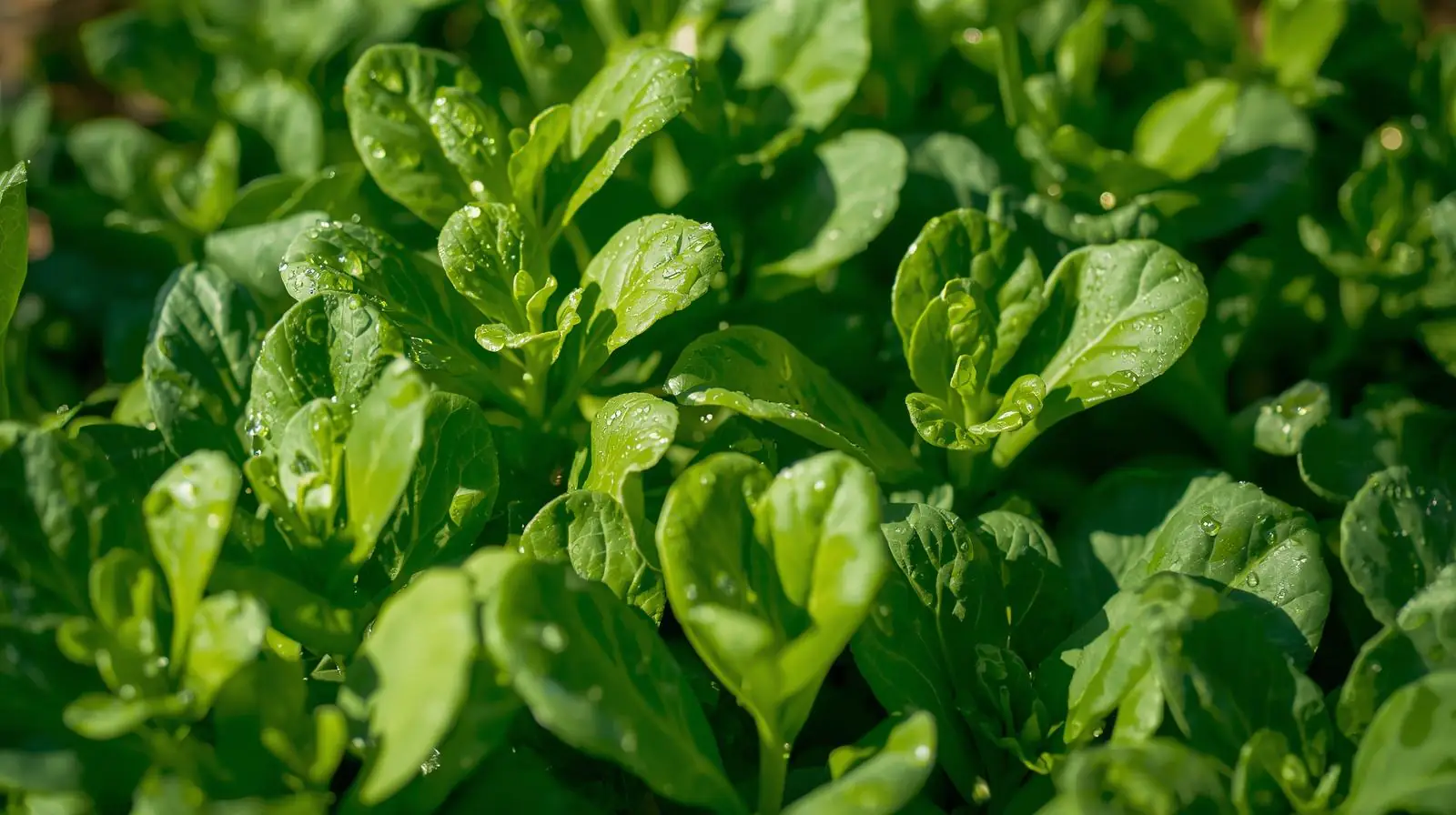 למדו איך לגדל עלי רוקט בבית ולהבטיח תוצרת טרייה כל השנה. רעיונות קלילים למטבח הבריא מחכים לכם במרינה פטריות.